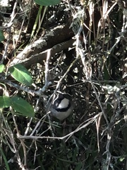 Apalis thoracica claudei