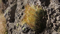 Crossidium squamiferum