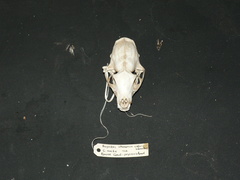 Herpestes ichneumon cafra