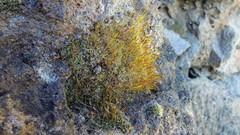 Crossidium squamiferum