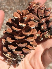 Pinus balfouriana austrina