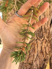 Pinus balfouriana austrina