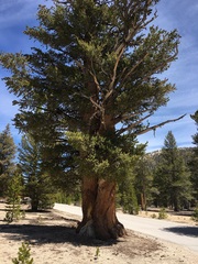 Pinus balfouriana austrina