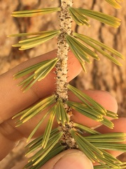 Pinus balfouriana austrina