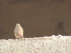 Lagonosticta senegala