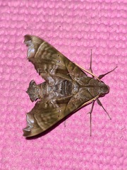 Nyceryx coffaeae