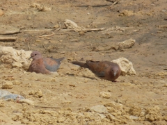 Streptopelia senegalensis