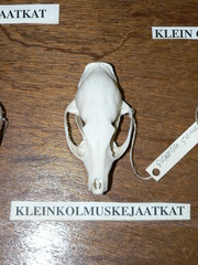 Genetta felina