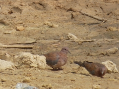 Streptopelia senegalensis