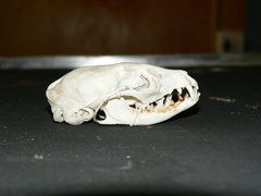 Genetta felina