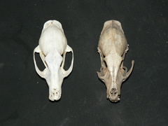 Genetta felina