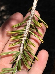 Pinus balfouriana austrina