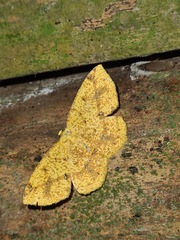 Periclina