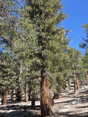 Pinus balfouriana austrina
