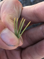 Pinus balfouriana austrina