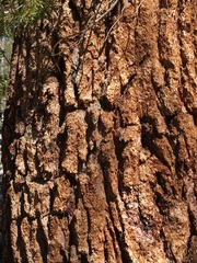 Pinus balfouriana austrina