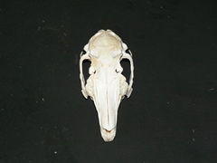 Lepus saxatilis
