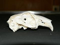 Lepus saxatilis