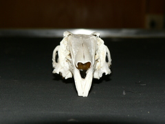 Lepus saxatilis