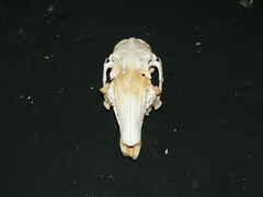 Lepus saxatilis