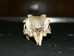 Lepus saxatilis