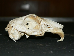 Lepus saxatilis