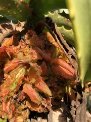 Aceria aloinis