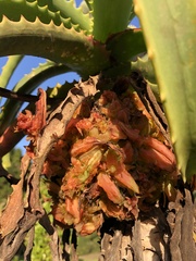 Aceria aloinis