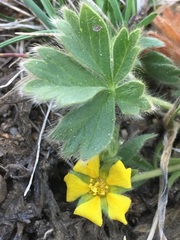 Potentilla wheeleri