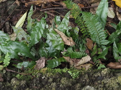Hymenasplenium pseudobscurum