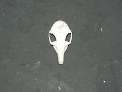 Elephantulus myurus