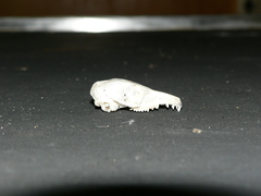 Elephantulus myurus