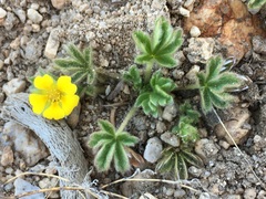 Potentilla wheeleri