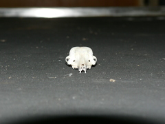 Elephantulus myurus