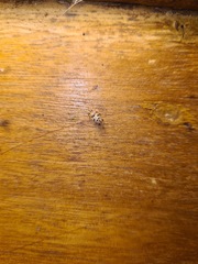 Eccritotarsus tresrianus