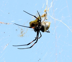 Trichonephila inaurata madagascariensis