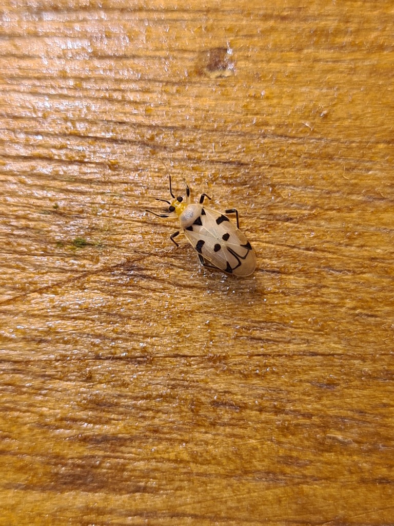Eccritotarsus tresrianus