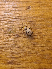 Eccritotarsus tresrianus