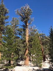 Pinus balfouriana austrina