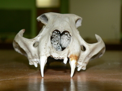 Caracal caracal caracal