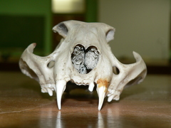 Caracal caracal caracal