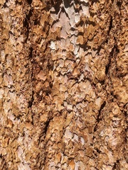 Pinus balfouriana austrina