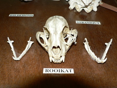 Caracal caracal caracal