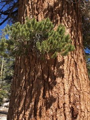 Pinus balfouriana austrina