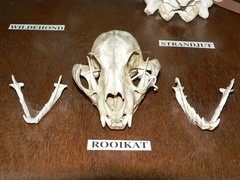 Caracal caracal caracal