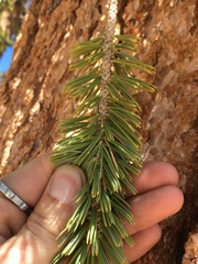 Pinus balfouriana austrina