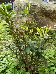 Rhododendron