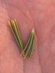 Pinus balfouriana austrina
