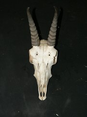 Redunca fulvorufula fulvorufula