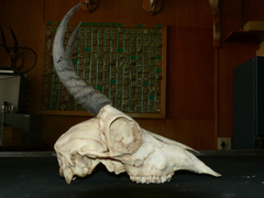Redunca fulvorufula fulvorufula